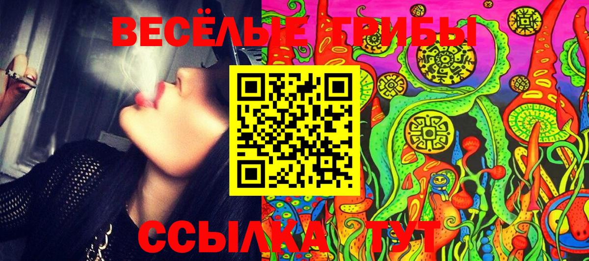 Псилоцибиновые грибы Cubensis Новозыбков